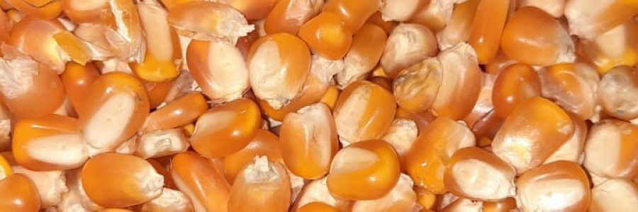 WhatsApp Image 2021-06-07 at 14.17.22