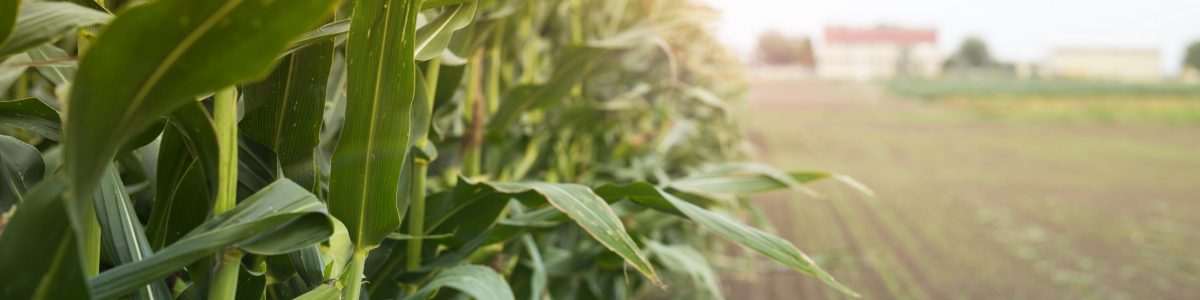 Corn field in sunset.